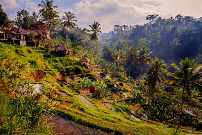 Ubud bali indonesia trip rice fields